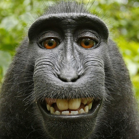 Selfie des Schopfaffen (Macaca nigra) Naruto